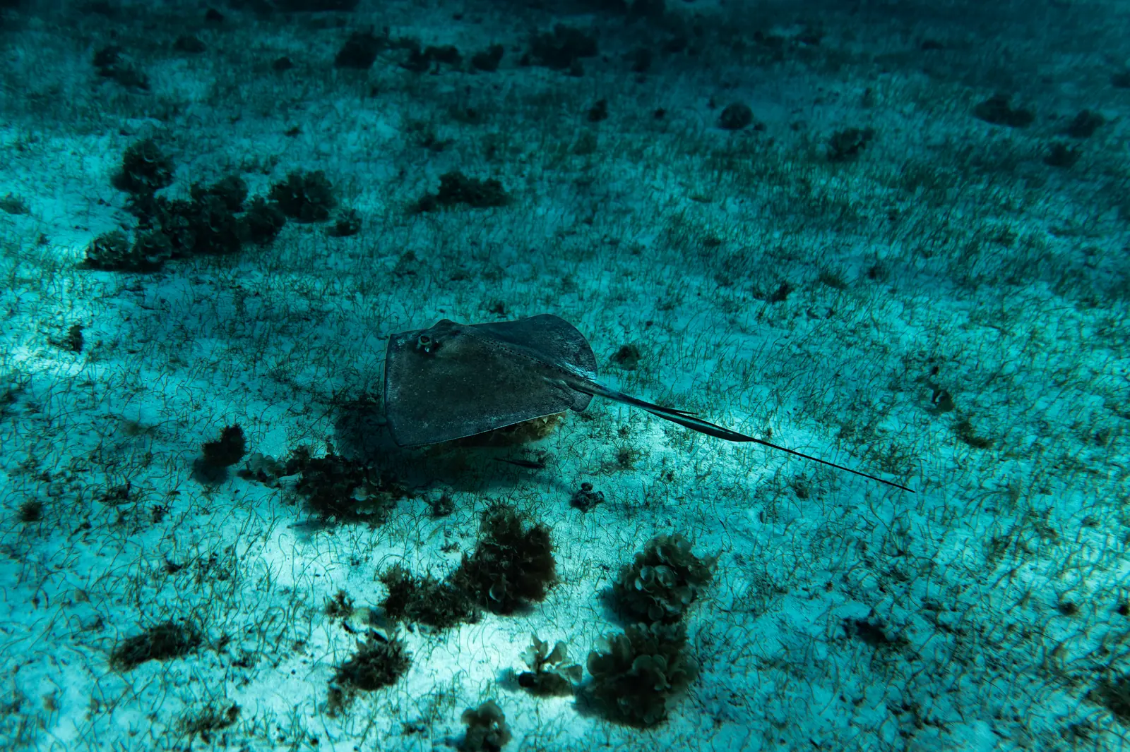 Clear Tobago Cays water and marine life in the Grenadines